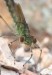 Šídlatka páskovaná (Vážky), Lestes sponsa, Zygoptera (Odonata)